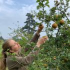 Audley Emma harvesting apples 2021