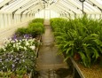 Ferns and Streptocarpus in the greenhouse