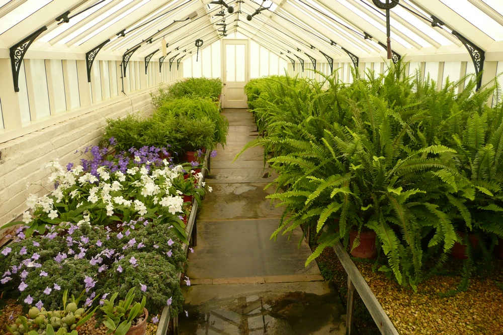 Ferns and Streptocarpus in the greenhouse