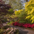 Aberglasney Acer golden and purple leaved in the aasiatic garden 185 Nigel McCall