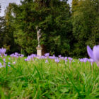 Autumn crocus in the lawn at Walmer Castle