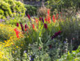 Fulham Palace Walled Garden